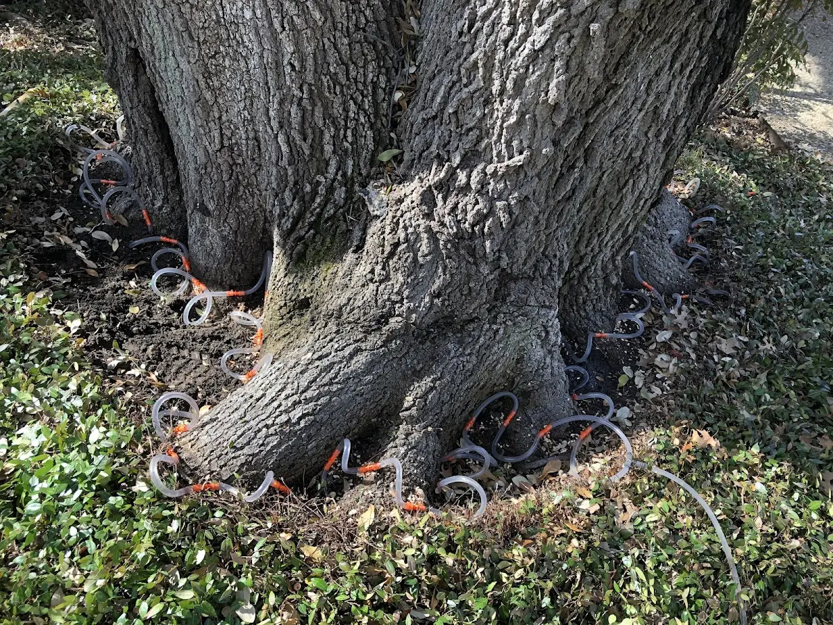 Detailed Tree Cabling and Bracing job site in Cannon Falls