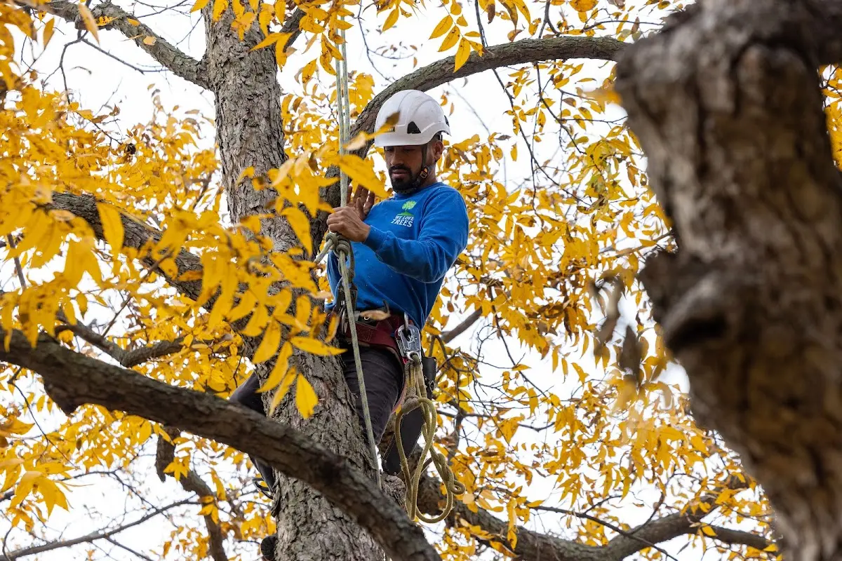 Skilled Tree Planting crew working in Cannon Falls